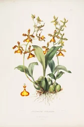 Rossioglossum insleayi（syn。Oncidium insleayiとして）のイラスト